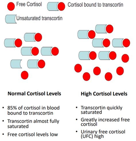 cortisol quizlet|cortisol acts to quizlet.